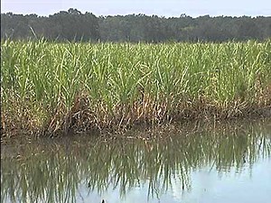 About the Agricultural Economics & Agribusiness Department