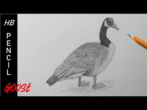 How to Draw a Goose | Detailed Pencil Drawing