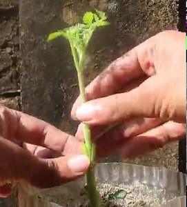 Tomato Grafting On Potato Plant | TreeMentor