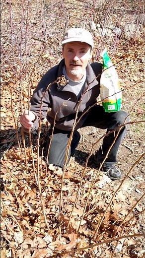 How to Fertilize Raspberry Plants?