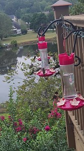 2.5M views · 44K reactions | Fueling up for the long migration! A feeding frenzy at the hummingbird feeders in Ringgold, GA. Thanks to David Mika for sharing this on our Chime In page: newschannel9.com/chimein The National Weather Desknatwxdesk | Meteorologist David Glenn WTVC | Facebook