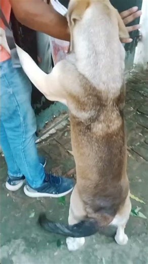 😭When Goldie cry 😭