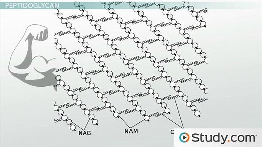 Bacterial Cell Wall Definition, Function & Composition