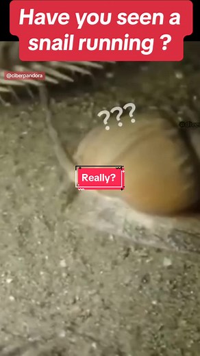 Watch a Snail Running in this Hilarious Video!