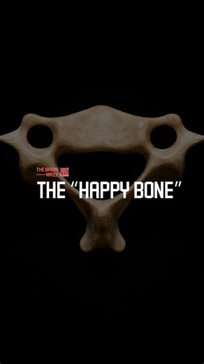 The “Happy Bone” - C6 is a small, flexible cervical vertebra that supports the head, protects vital nerves within its spinal canal, and allows smooth neck movement while featuring a palpable carotid tubercle at the front. | The Brain Maze