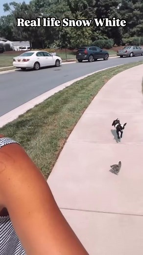 That time I took Mowgli (baby goat) and Chirps (baby rooster) to my mom’s beach house neighborhood… this is how we took walks around her hood 😆 People either thought we were pretty cool or supe | Chester Sanders