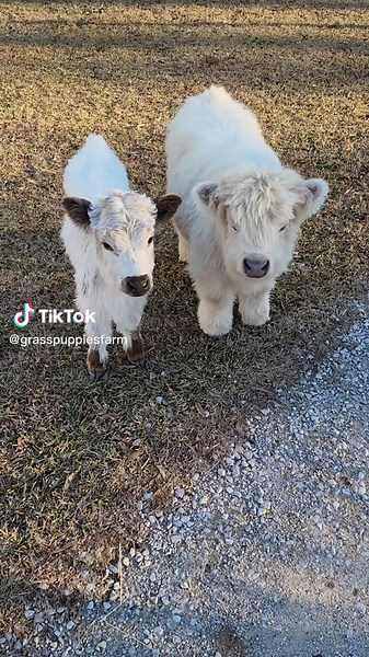 Meet Sugarbun and Marshmello: The Cutest Little Cow Couple