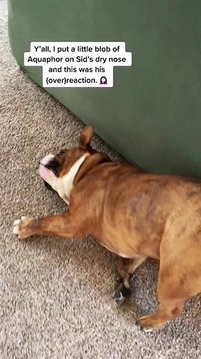 The drama, y’all. 🤦🏻‍♀️ #sidthebulldog #jowlsandjava #dogtok #dogtiktok #englishbulldog #englishbulldogsoftiktok #rescuedog #bulldogsoftiktok #bulldogmom #bulldogtiktok #dogcareroutine