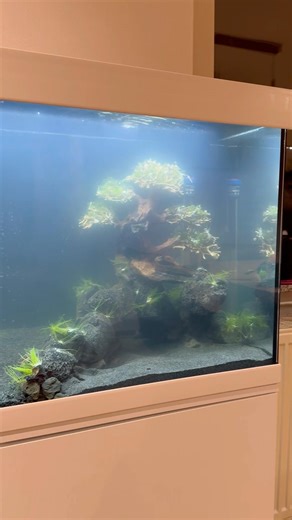 EP.4 | The Best Upgrade: Black Background for Deep Effect #aquascape #fishtank #aquarium #fish