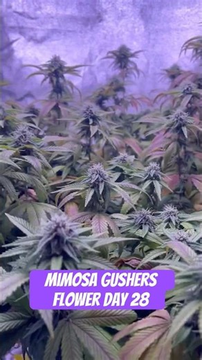 Mimosa Gushers Strain Flower Day 28XXL LST Scrog #420 #seedtoharvest #crazybud