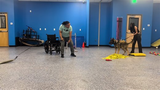 tino doing the evaluation at @Zenith K9!#germanshepherd #workinglinegermansheperds #psa#dogcommunity