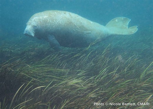 Millie | Save the Manatee Club