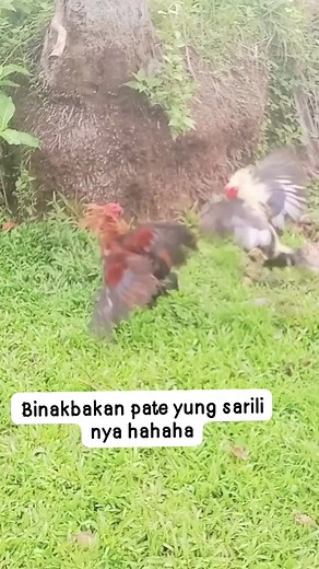Talisayin 1x🐓 Vs Alimbuyugin 2x 🐓 #highlightseveryone #reelsviralシ #highlights #viralreels | Backyard Ni Titing