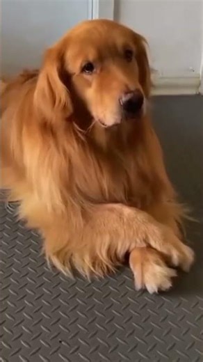 oriented in animal behaviour #trending