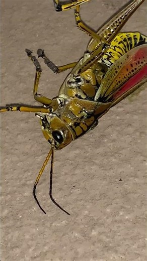 Eastern Lubber Grasshopper | Romalea microptera