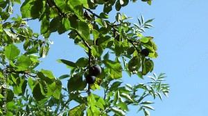 Damson plums on tree.