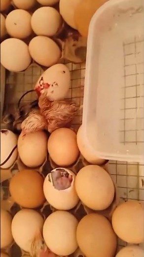 Incubación de huevos de gallinas en incubadora casera