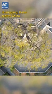 Century-old tree thrives atop ancient tower in China | 新華香港