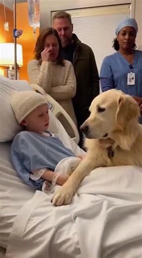 “The dog stayed far longer than anyone expected.” Minutes slipped by. Maybe more than minutes. No one was counting anymore. The dog’s paw remained resting on the boy’s hand. The boy’s fingers slowly curled into the warm fur. His breathing softened. For the first time all day, his shoulders relaxed. The hospital room had changed. It no longer felt sterile. It no longer felt afraid. On either side of the bed, the boy’s parents watched in silence, tears falling without sound. They had learned how t