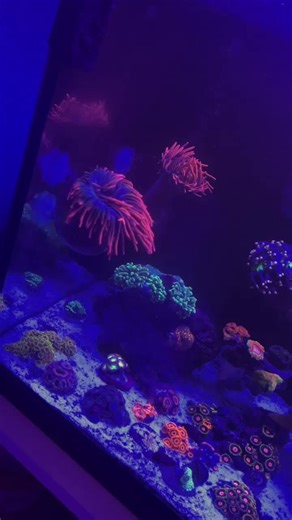 Kolt Larson (@koltlarson6)’s videos with Relaxing Aquarium Fish Tank Sounds - Natural Sounds Selections & Zen Sounds & Nature Sound Collection