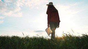 Agriculture.farmer walk through corn field in rubber boots with tablet.Woman agronomist modern technology in agricultural business.Young agronomist farmer walk through maize at sunset.green corn farm