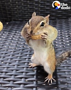 When you've officially given up on your summer bod ... | The Dodo