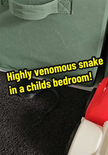 Highly Venomous Snake Found in Child's Bedroom!