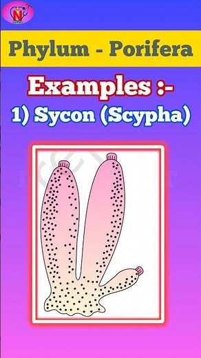 Phylum Porifera || Animal Kingdom || Examples || Scientific name with Pictures || NEET 2025 Biology