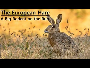 The European Hare (Lepus europaeus) - A Big and Quick Rodent