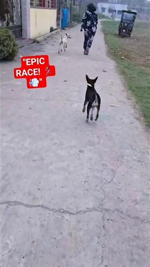 Anushka's Epic Street Race! 😂🐕 Listen to Simba! #Shorts #Anu #DogRace #Viral #HiddenSimba #CuteDogs