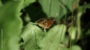 Butterfly opening and closing its wings.