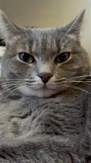 🐾Best Cat Compilation Ever! #CatShorts - Funny & Cute Cats 🐱