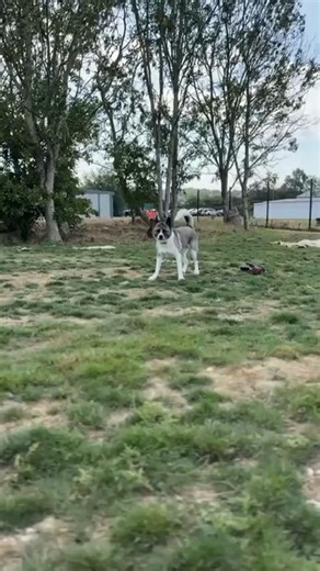 1.8K views · 29 reactions | Get to know Zeus who is available for adoption   Breed: Akita  Age: 4 years  Currently at: Bedfordshire #akita #akitarescue #adoptadog #ForeverHomeNeeded #adoptmeplease #dogadoption | National Animal Welfare Trust (NAWT) | Facebook