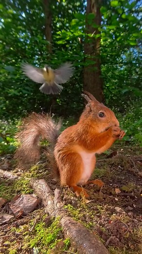 Don’t mind the birds, my squirrel — they’re just surprised to see you back. It’s been me and them all summer, and you’ve just stolen the spotlight. Long videos and bonus clips posted daily on my Patreon! Link in bio. | Squirrels by Fotoscenen
