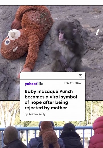 Punch the Macaque: A Heartwarming Zoo Story