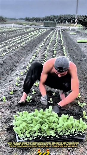 Speed worker planting vegetable seedlings