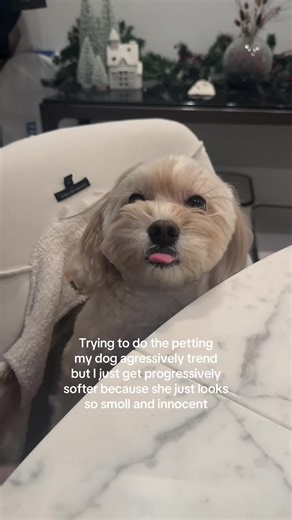 Heartwarming Moments with My Cockapoo