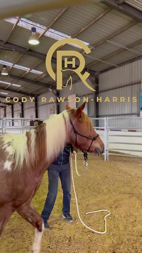 Learn how the art of horsemanship and in hand training can improve the balance in your horse's mind and body. Limited spaces left for Cody’s Gold Coast Clinic. DM us for more info. #horseclinic #horsemanship #horsetrainer #dressage #liberty #reining #showjumping #eventing | CRH Equestrian