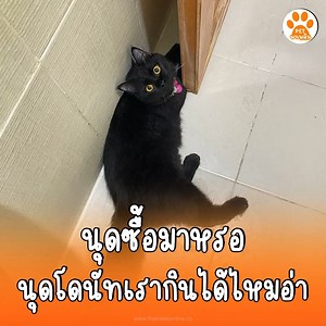 อยากกินโดนัทหรืออยากเล่นถุง กระโดดทับหมดไม่สนโดนัทใคร |Pet-B . #ทาสแมว #แมวอ้วน #Petพาเพลิน #ไทยนิวส์ #thainews | เพ็ทพาเพลิน-petpaplearn