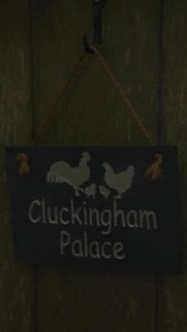 Welcome to Cluckingham Palace... 🐔 🎥 Finding Harmony: A King’s Vision coming to Prime Video 6th February | Amazon Prime Video