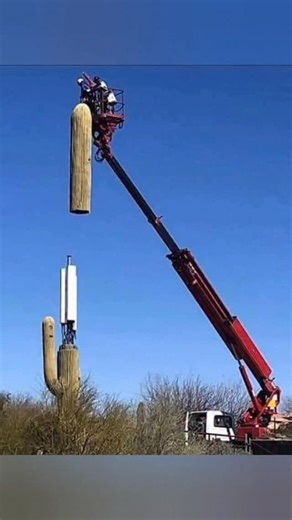 IntelligenceGo on Instagram: "Across the U.S. and beyond, cellphone towers are often disguised as palm trees, pines, or even cactuses. The main purpose is to reduce visual impact and make it easier to get community approval, yet many still stand out more than they hide. #stealth #technology #engineering #usa #fyp #intelligencego #tower"