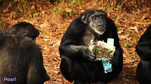 2.3K views · 301 reactions | Here's hoping your packages and stockings are full of your favorite treats! The chimps are tearing into their presents of pineapple slices and fruit cocktail mix, among other goodies.  | Chimp Haven | Facebook
