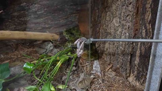 Venomous snake training… then this happened
