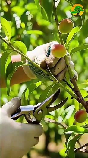 Peach Tree Care (Prunus persica) | Watering and Pruning for Healthy Fruit