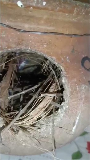 java breeding progress #birdbreeding #birds #blackfacebudgie #egglaying