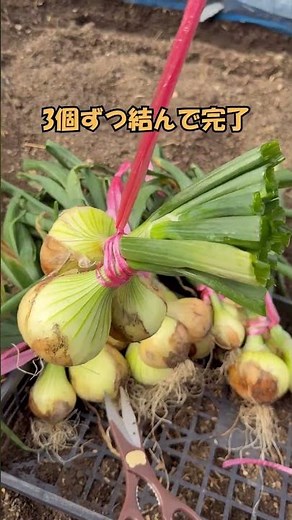 『玉ねぎ』『収穫後の保存方法』 #家庭菜園＃種から育てる無農薬栽培＃shorts