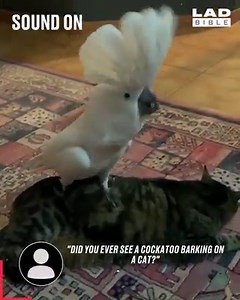 574K views · 8K reactions | Why does this cockatoo sound like a dog?  | LADbible | Facebook