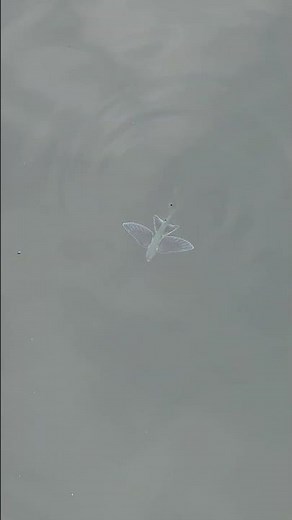 トビウオが港で泳ぐ様子【水面直下・胸鰭の観察】⁠