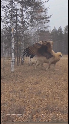 568K views · 12K reactions | Les jaloux diront que c’est de L’IA | JosirisTv | Facebook