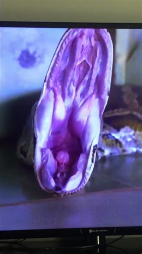 Watching Animal Fact Files (Python video) for #Nationalserpentday